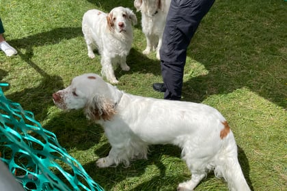 VIDEO: Dog charities at the South Downs Show