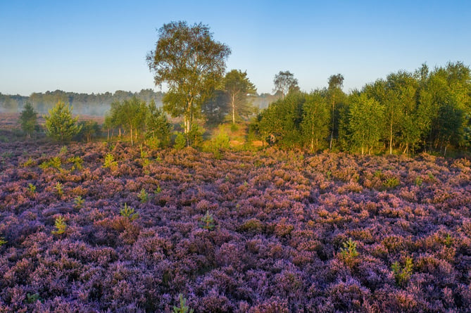 Stedham Common Heathland SDNPA