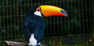 Birdworld toucan steals the show as avian star XBox pirate game