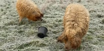 Pigs Sprite and Tango hog the limelight as they leave Birdworld farm