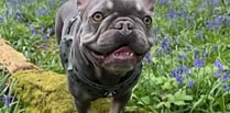 Petersfield vet praised for saving life of Frank the Frenchie