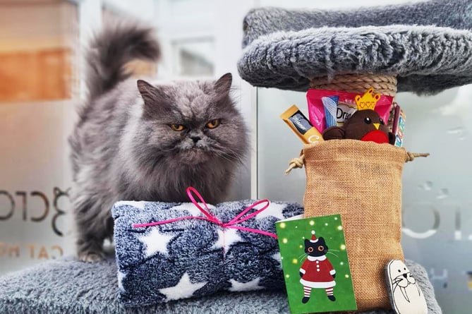 Feline fine this Christmas at Longcroft’s Luxury Cat Hotel