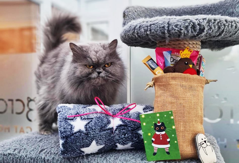 A purrfect Christmas at Longcroft Luxury Cat Hotel in Liphook