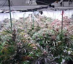 Police discover large-scale cannabis factory at residential property