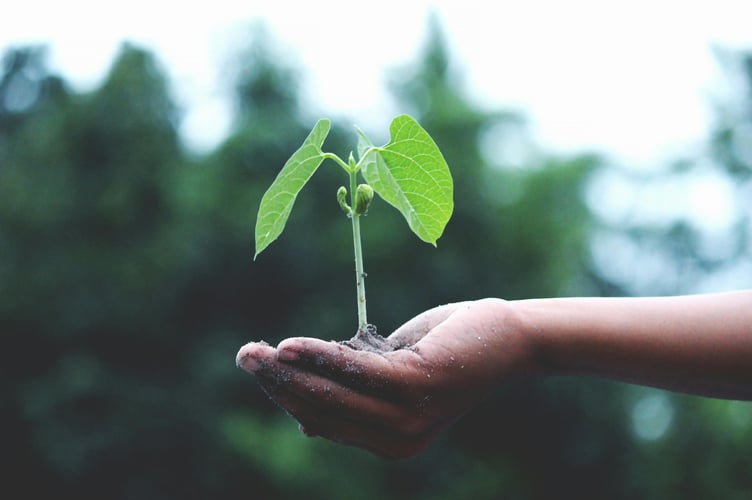 Hands holding a plant